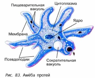 Фото Простейших 7 Класс Биология